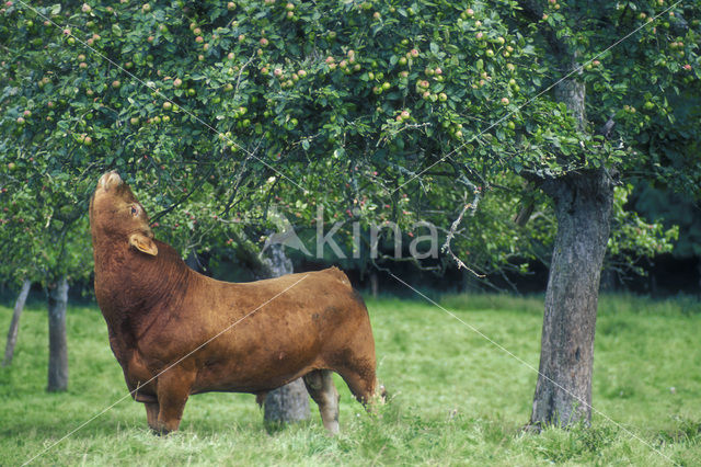 Koe (Bos domesticus)