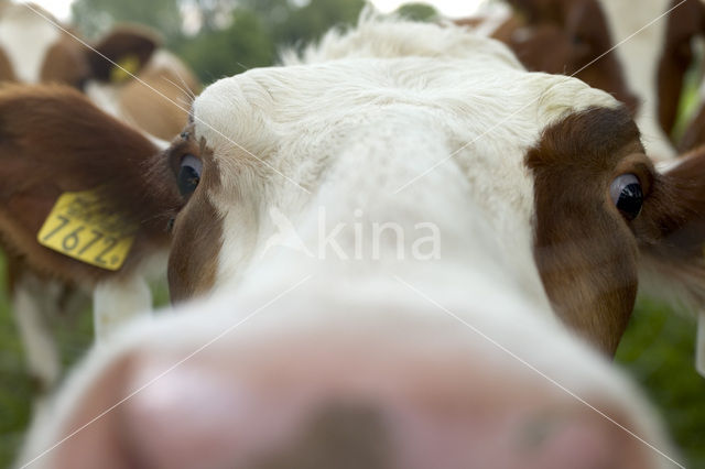 Cow (Bos domesticus)