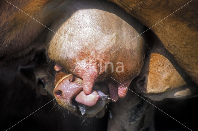 Cow (Bos domesticus)