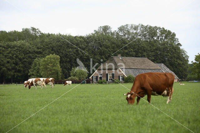 Cow (Bos domesticus)