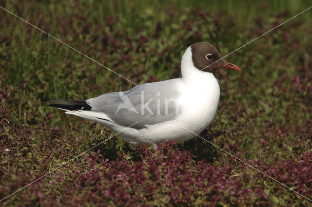 Black-headed Gull (Larus ridibundus)