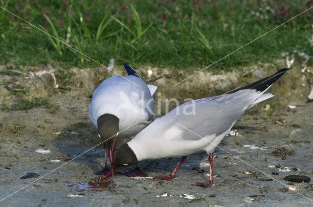 Black-headed Gull (Larus ridibundus)