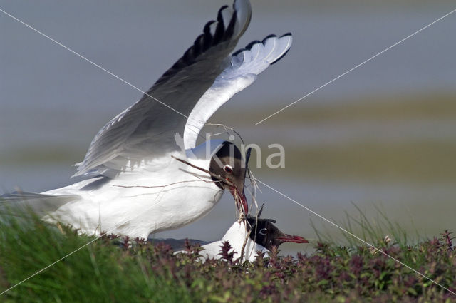 Black-headed Gull (Larus ridibundus)