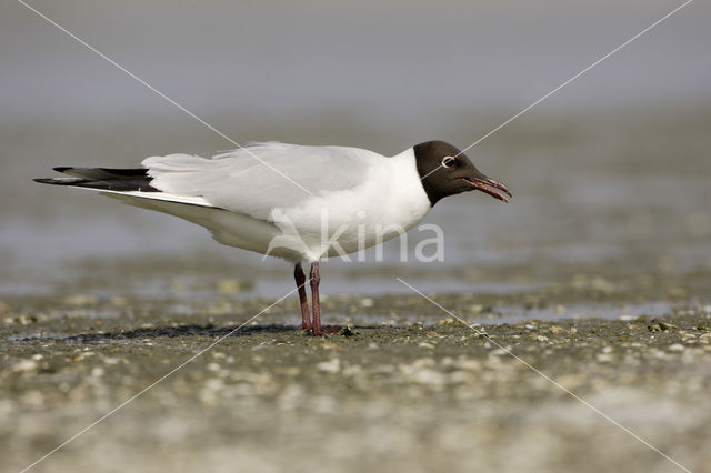 Black-headed Gull (Larus ridibundus)