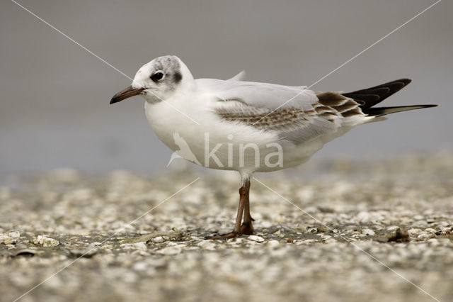 Black-headed Gull (Larus ridibundus)