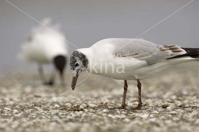 Black-headed Gull (Larus ridibundus)