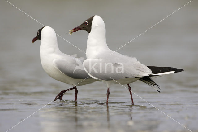 Black-headed Gull (Larus ridibundus)