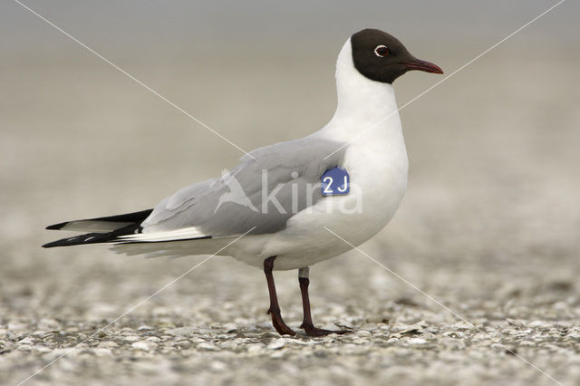 Black-headed Gull (Larus ridibundus)