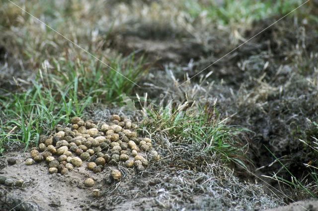 Konijn (Oryctolagus cuniculus)