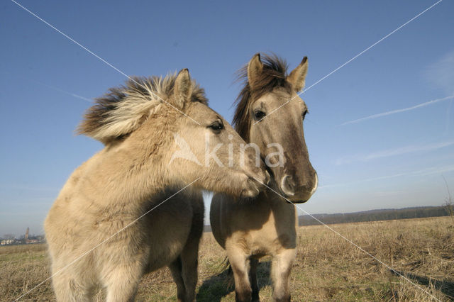 Konik horse (Equus spp)