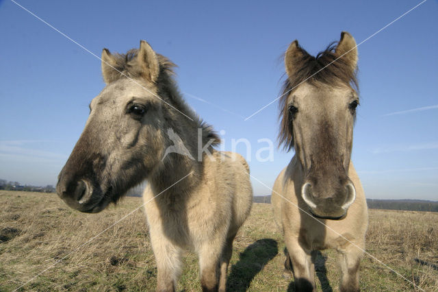 Konik horse (Equus spp)