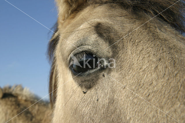 Konik horse (Equus spp)