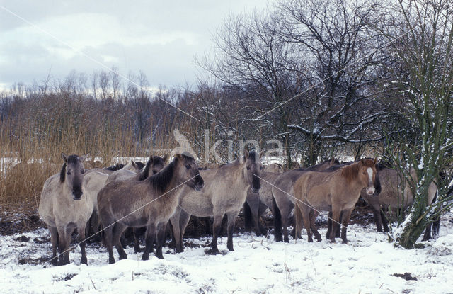 Konik horse (Equus spp)