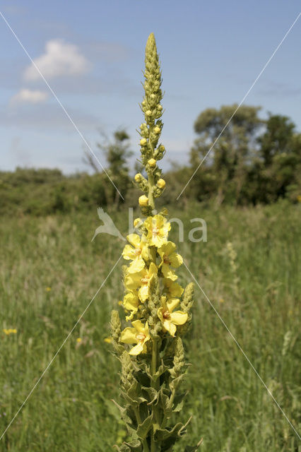 Koningskaars (Verbascum thapsus)