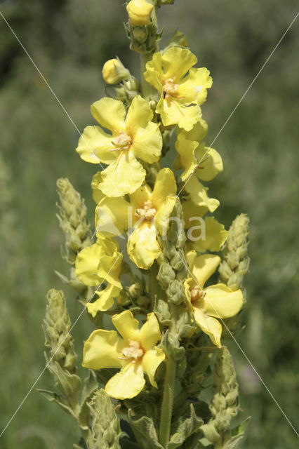 Koningskaars (Verbascum thapsus)