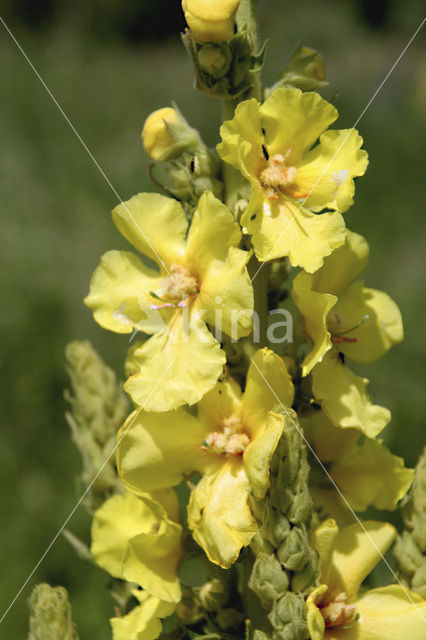 Koningskaars (Verbascum thapsus)