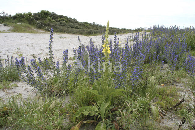 Great Mullein (Verbascum thapsus)