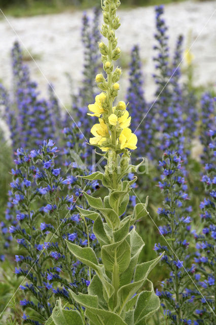 Koningskaars (Verbascum thapsus)