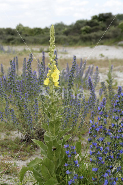 Koningskaars (Verbascum thapsus)