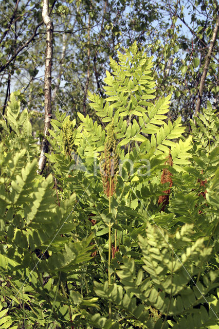 Koningsvaren (Osmunda regalis)