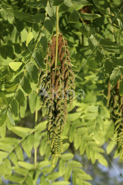 Royal Fern (Osmunda regalis)