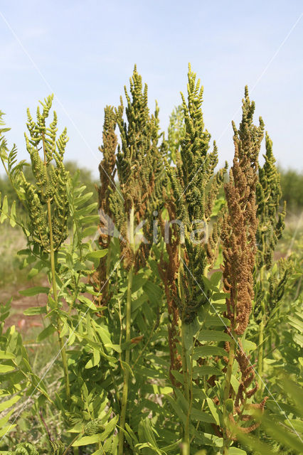 Royal Fern (Osmunda regalis)