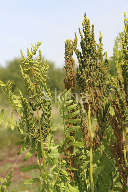 Royal Fern (Osmunda regalis)