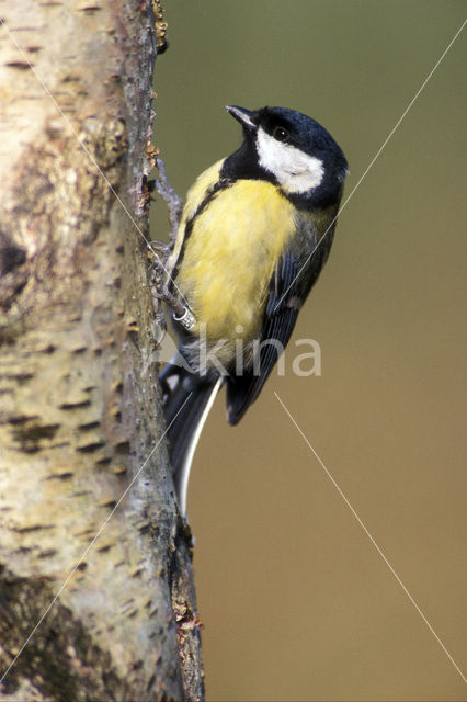 Great Tit (Parus major)