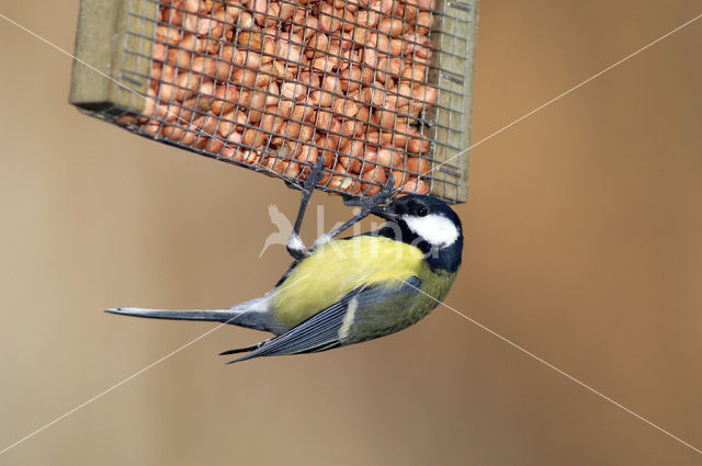Great Tit (Parus major)