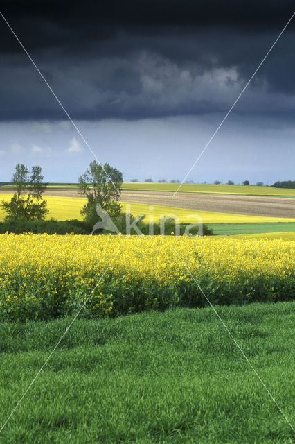 Koolzaad (Brassica napus)