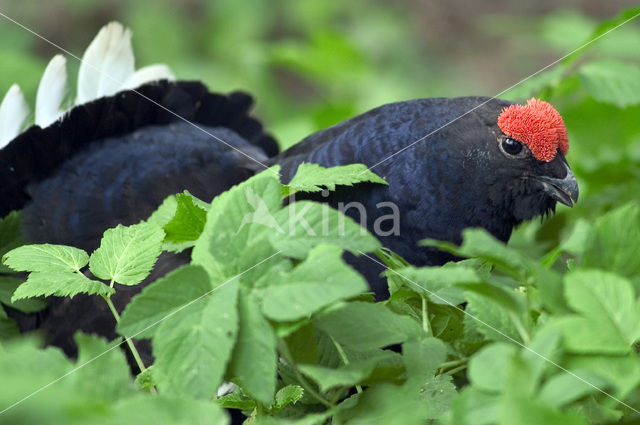 Black Grouse (Tetrao tetrix)