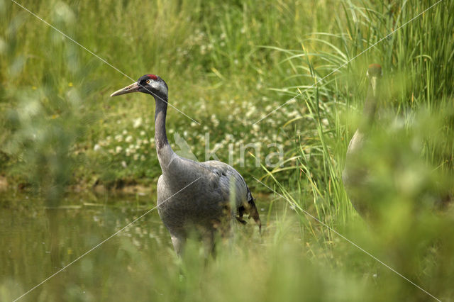 Common Crane (Grus grus)