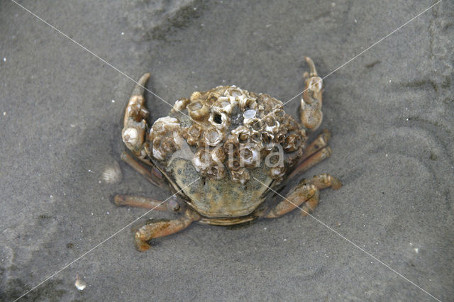 crab