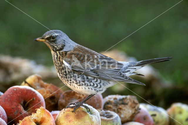 Fieldfare (Turdus pilaris)