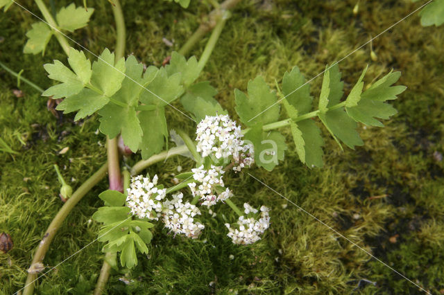 Creeping Marshwort (Apium repens)