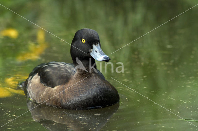Tufted Duck (Aythya fuligula)