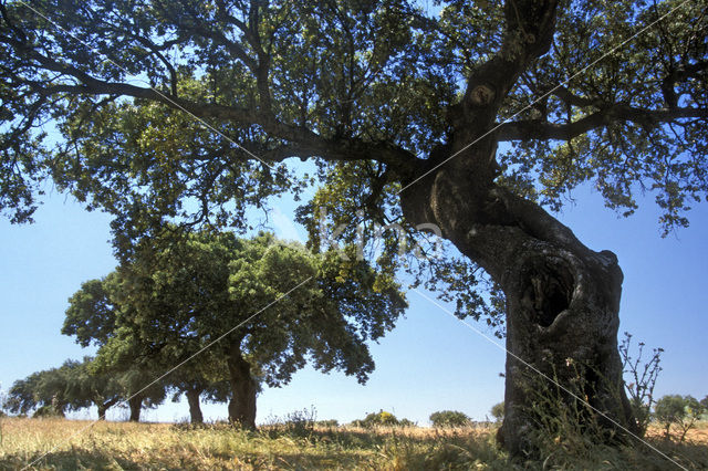 Kurkeik (Quercus suber)