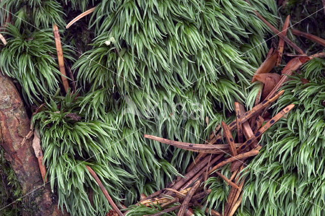 Large White-moss (Leucobryum glaucum)