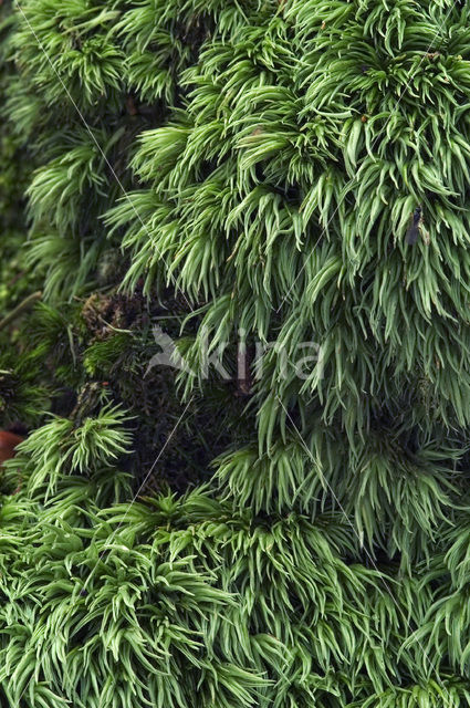 Large White-moss (Leucobryum glaucum)