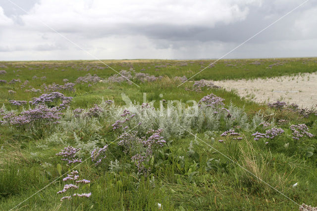 Lamsoor (Limonium vulgare)