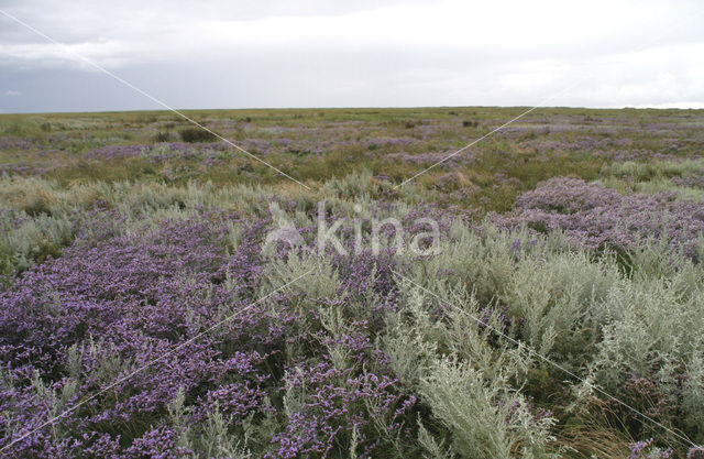 Lamsoor (Limonium vulgare)