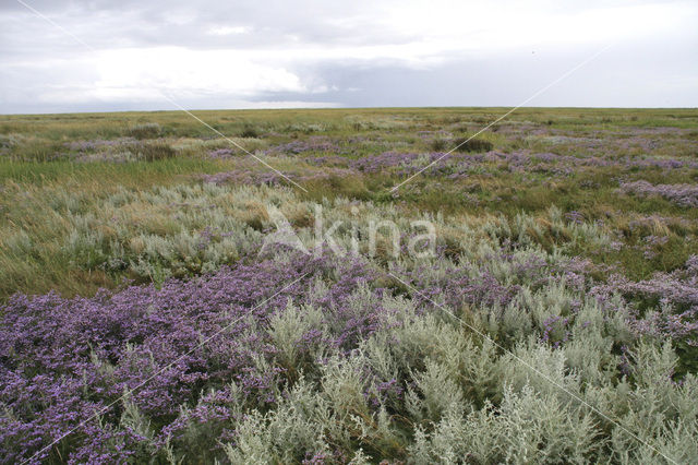 Lamsoor (Limonium vulgare)