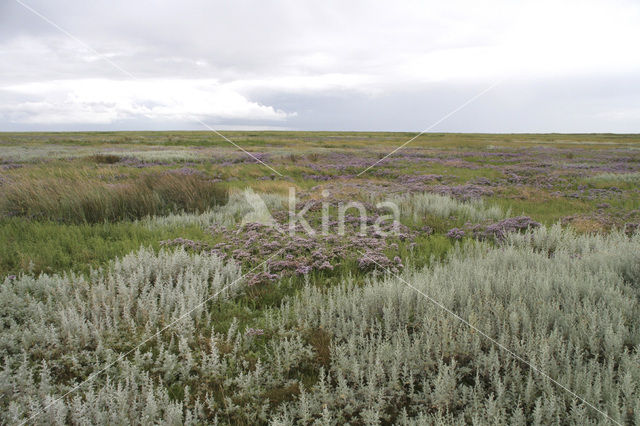 Lamsoor (Limonium vulgare)