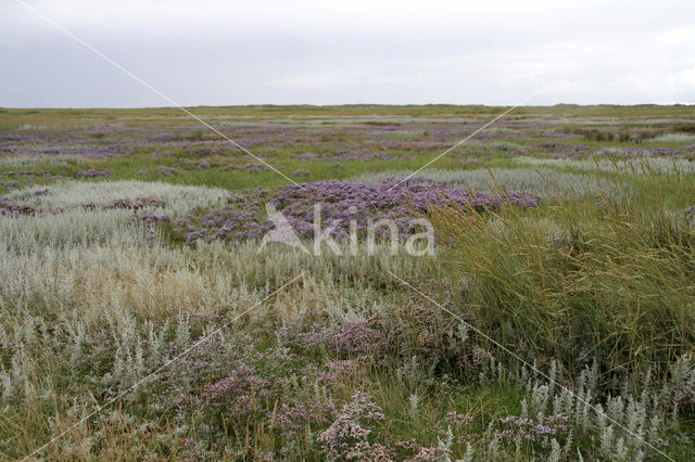 Common Sea Lavender (Limonium vulgare)