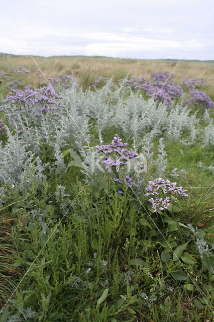 Common Sea Lavender (Limonium vulgare)