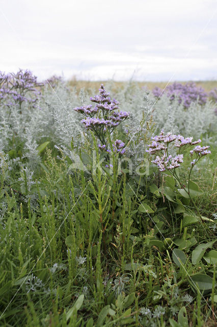 Common Sea Lavender (Limonium vulgare)