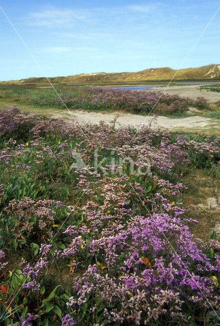 Common Sea Lavender (Limonium vulgare)