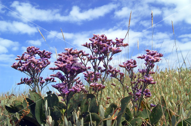 Common Sea Lavender (Limonium vulgare)