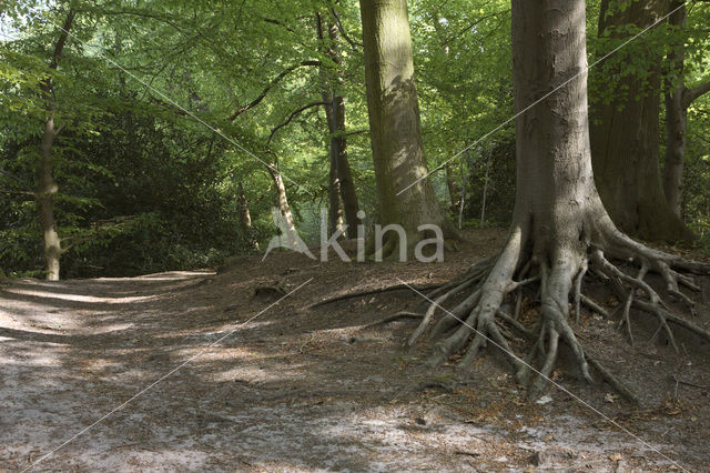 Landgoed De Duinen