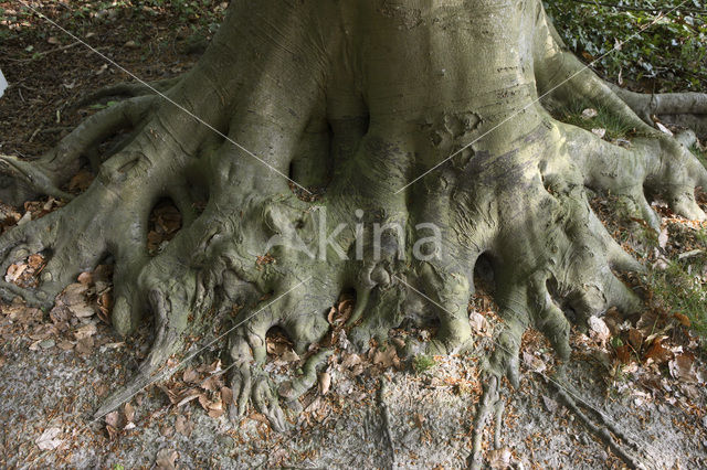 Landgoed De Duinen